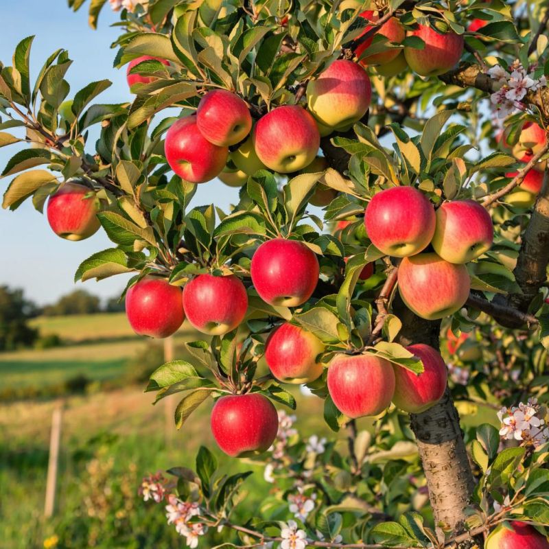 ������� ��������� ����: ��� ��������� ���������� �������� ������� � ����������