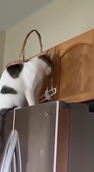 Это я ищу спрятанные до Пасхи куличи: