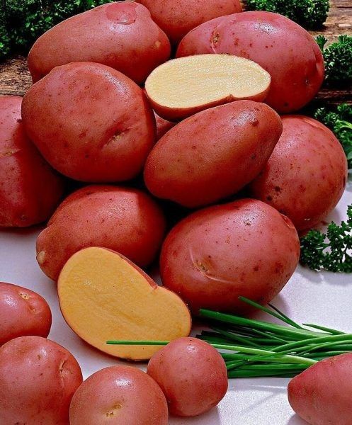 ��������� ��������: ��� ����������� ���� ����������� ������������ �� �����