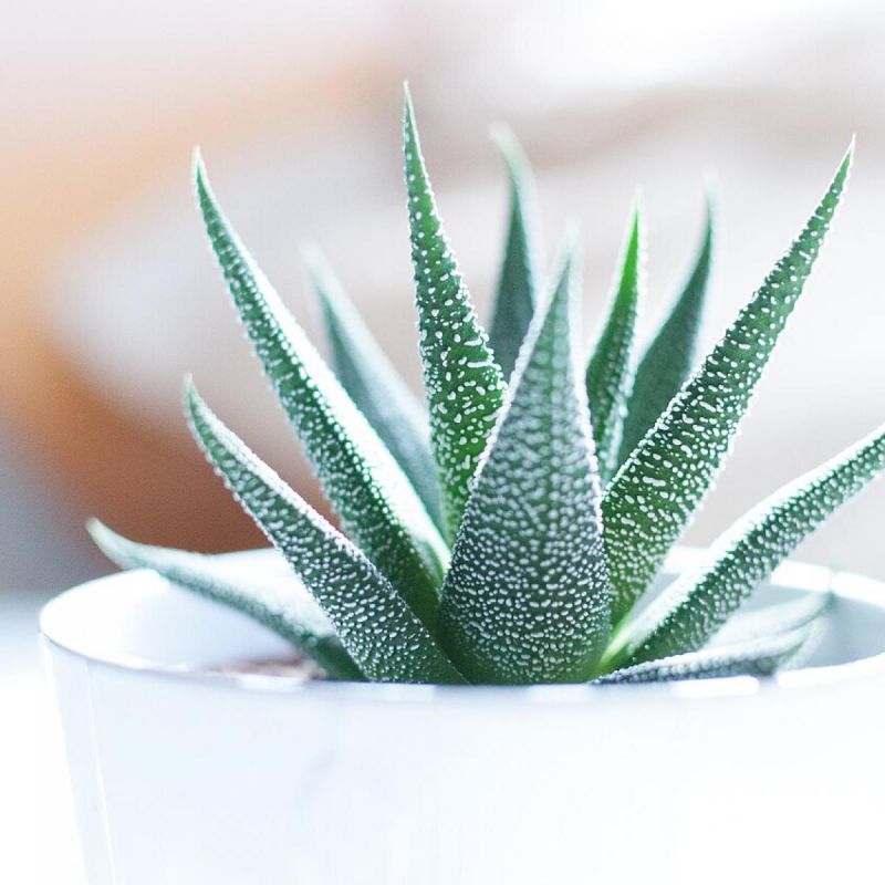 ��� ��� ���� ����� �������� ���������� ��������: ������� ��������� �����������