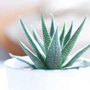 ��� ��� ���� ����� �������� ���������� ��������: ������� ��������� �����������