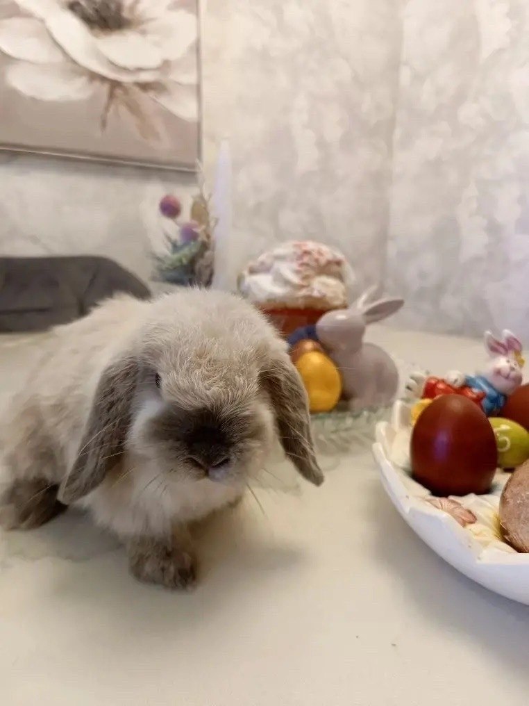 Горожане поделились чудесными фото праздничных столов — такая красота не может оставить равнодушным! Горожане поделились чудесными фото праздничных столов — такая красота не может оставить равнодушным!