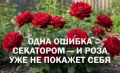 Как правильно обрезать канадскую розу Катберт Грант: учимся на ошибках начинающих