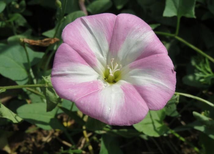 ��� �������� ������ � ������� ���� ��������: ����������� ������ ������ � ��������