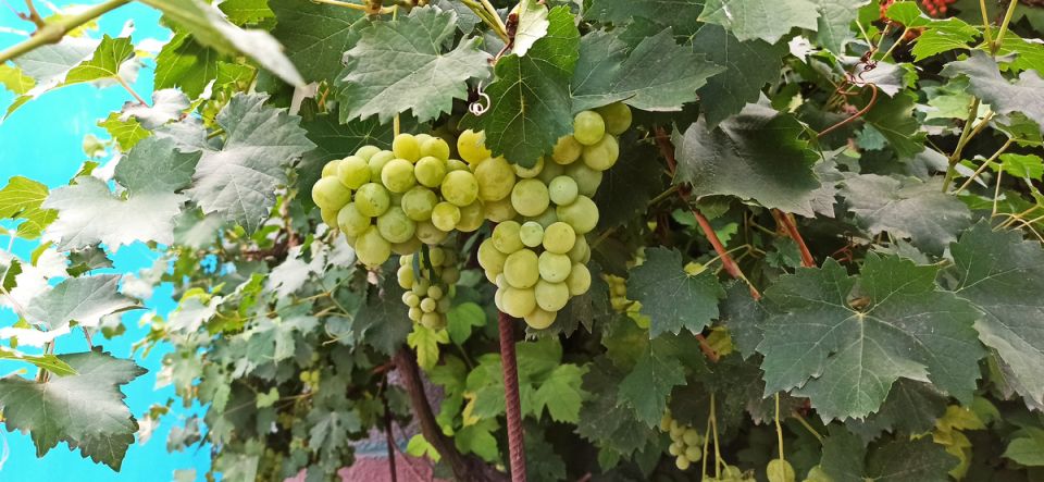 ��� ����� ���������, ������� ��������� ���� ���� � ��������� ����������� ���