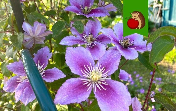 ��������� � �� ������: ��� ����� ��������� ��� �������