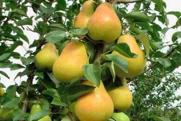 ����� �������: ���� �� ���������� ������������ ������