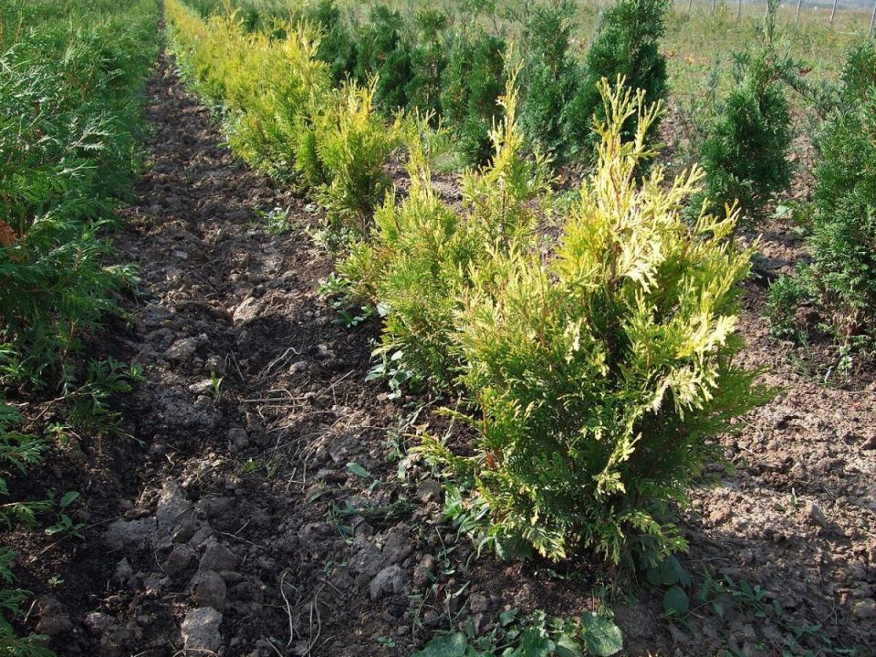 ����� � ���: ��� ��������� ����������� �������� ����� ����