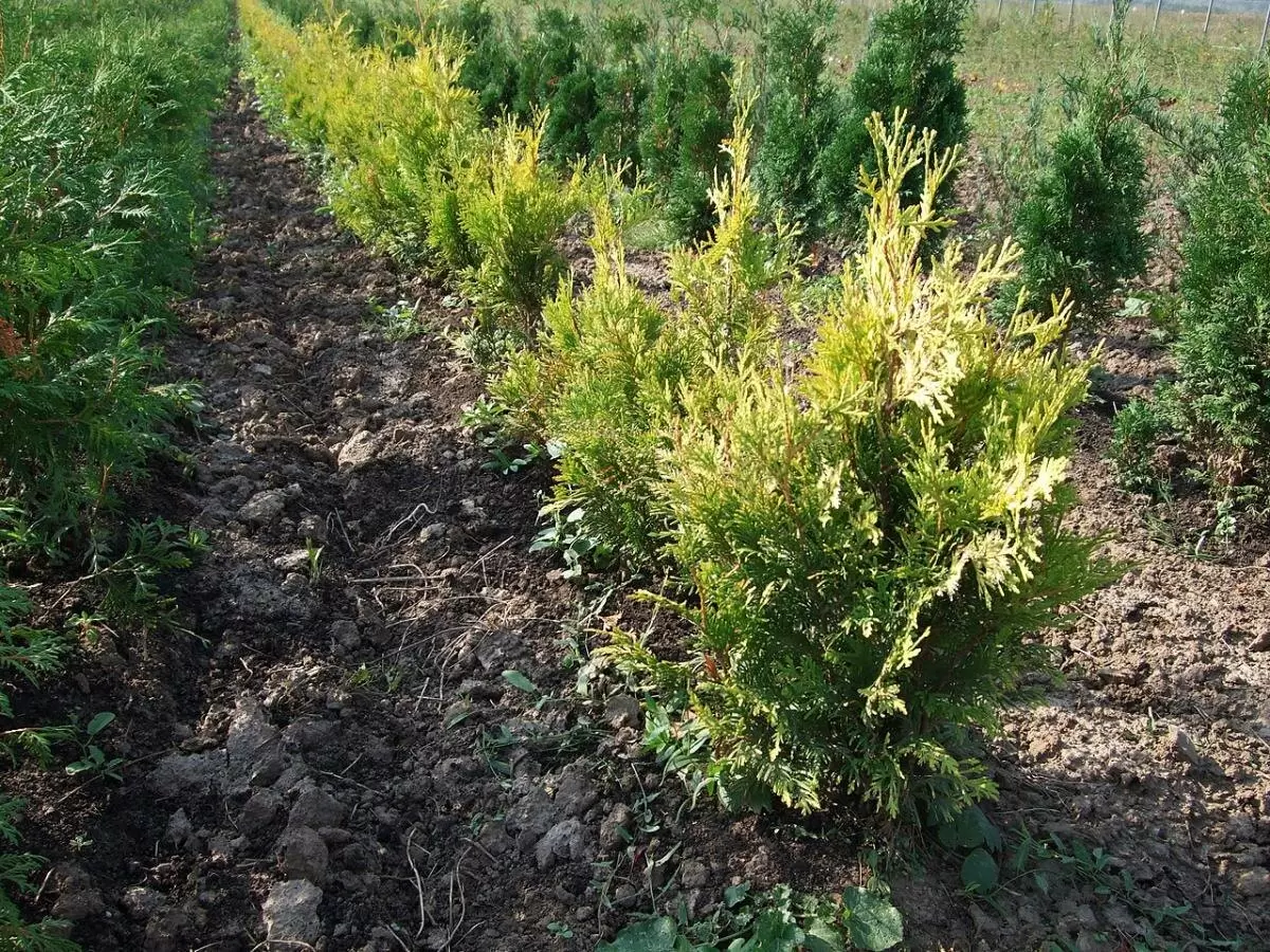 Весна и туя: как правильно распаковать растения после зимы