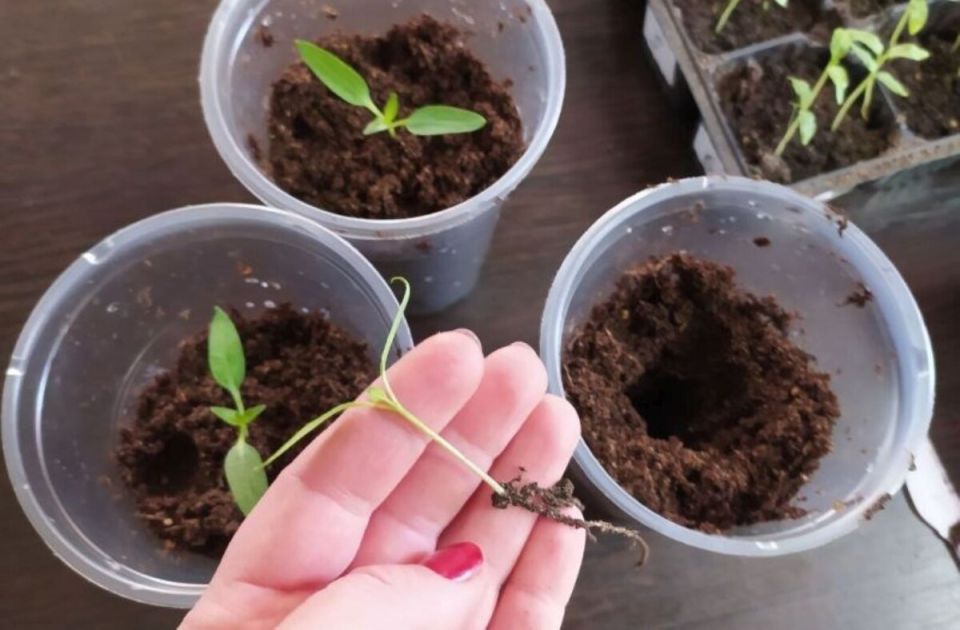 ������� � ��������: ��� ������� ��� ��������� �����