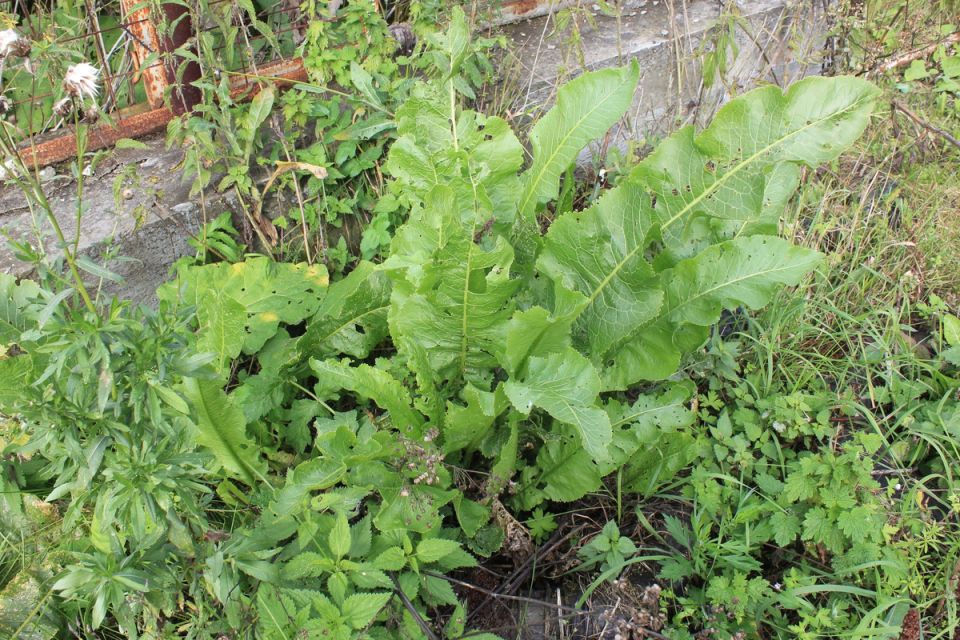 �����, ������� ����� �������� ������ ������, ��� ������