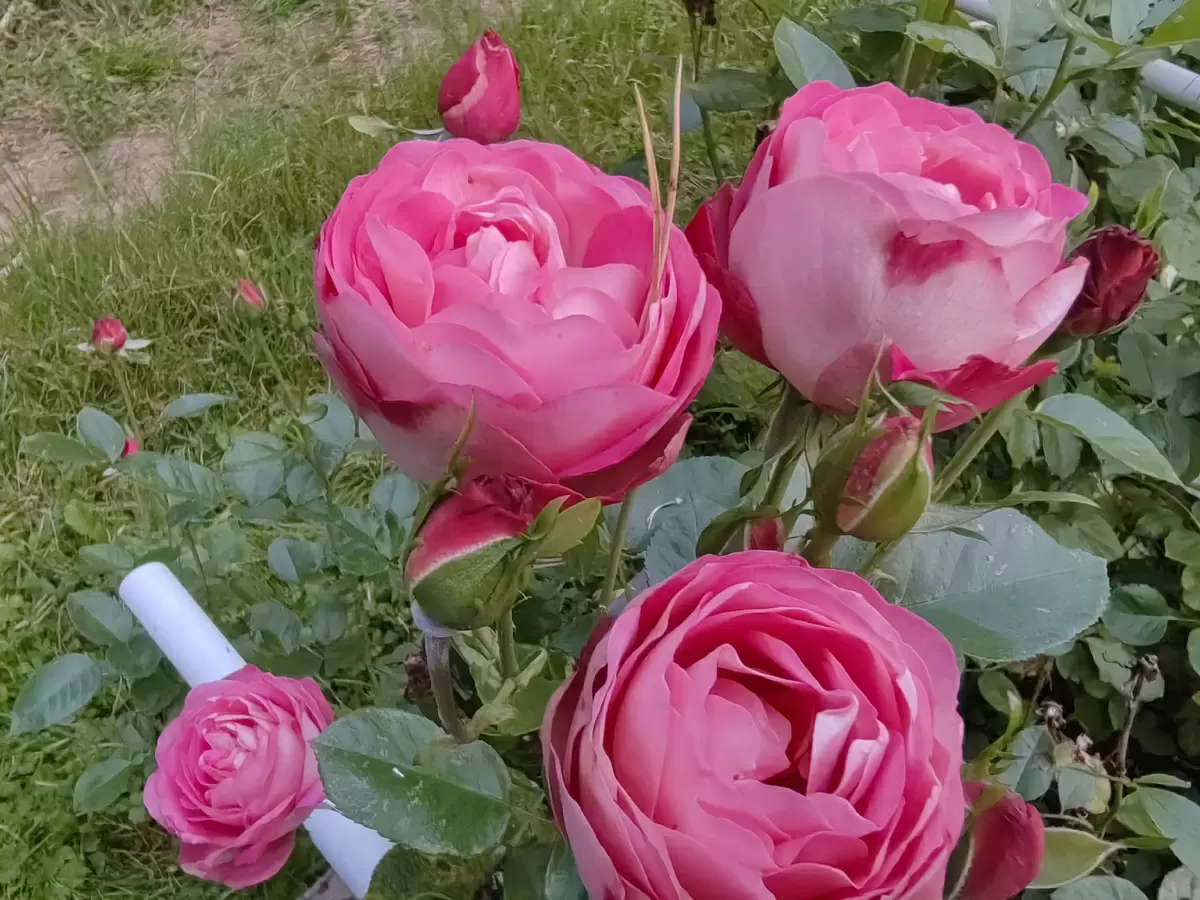 Не бойтесь выращивать розы!