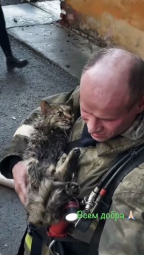 Кот чуть не погиб при пожаре в Тюмени — его реанимировал спасатель
