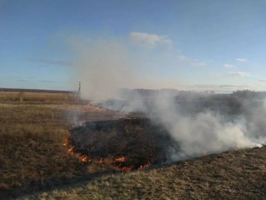 Огонь распространился из-за ветра: в Абатском округе сгорели лесные культуры