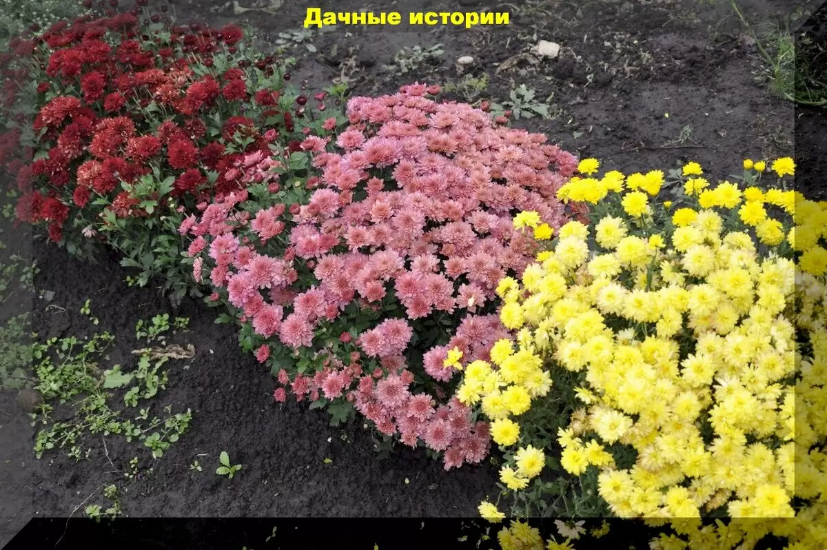 Как добиться пышного цветения хризантемы мультифлоры: обязательная перед цветением в августе подкормка шаровидной хризантемы