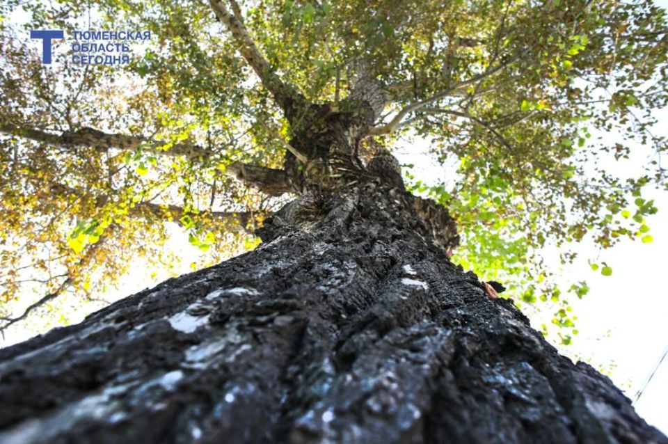 ��������� ��� � ������: ��� ��� ���������� ���������?