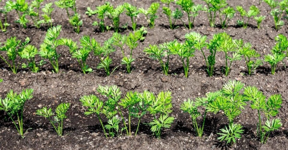 ��� �������� ���������� ������ �������: ��� ����������� ������ ��� ����� � �����