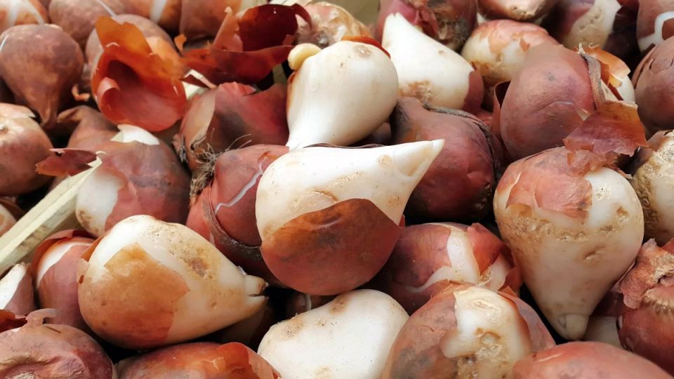 ��� ��������� ��������� �� ����������: ����� �� ���������� �������� � ����?