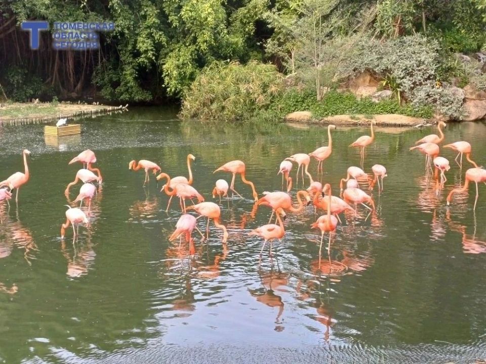 ������� �� ����, 17 ������: