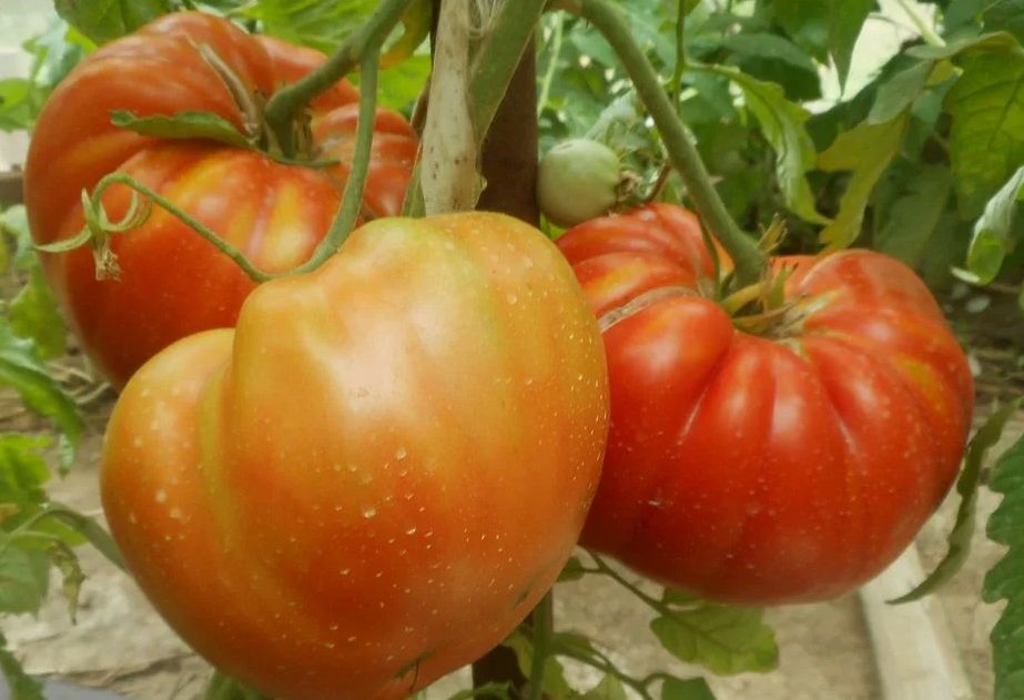 ��� ������� ������� ������ ����������� ������� �������: ����, ������� �� ������ ���������!