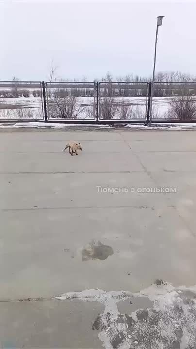 ��������� ������� �������� � ������������ � �������� ����� �� ����