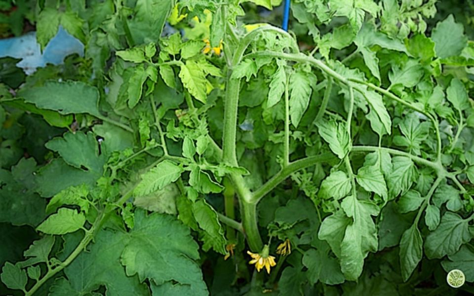 ������ ���� �������� ������, �� �� ���� ������: ������ � ����������� ������ ������� ��������