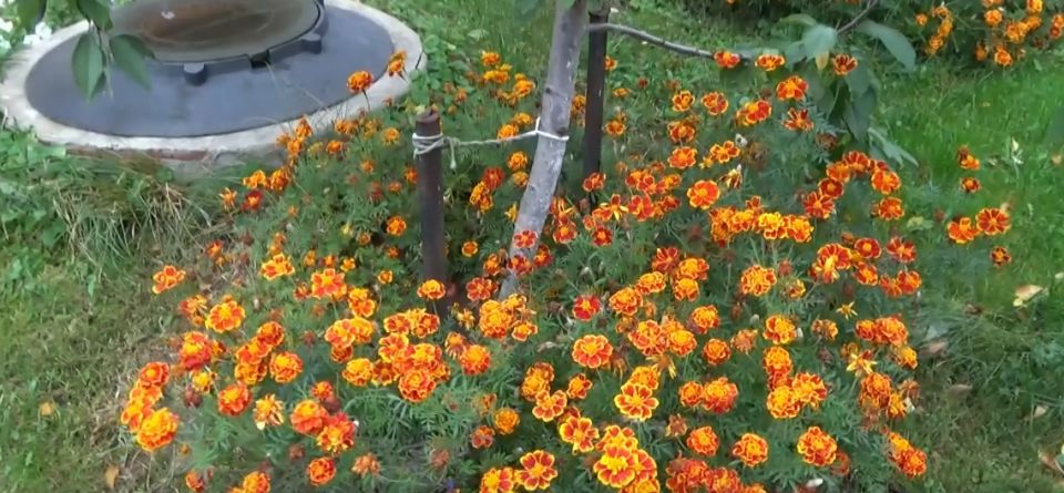 ������� ���������: ��� ����� ���������� ���������� � ����� �������