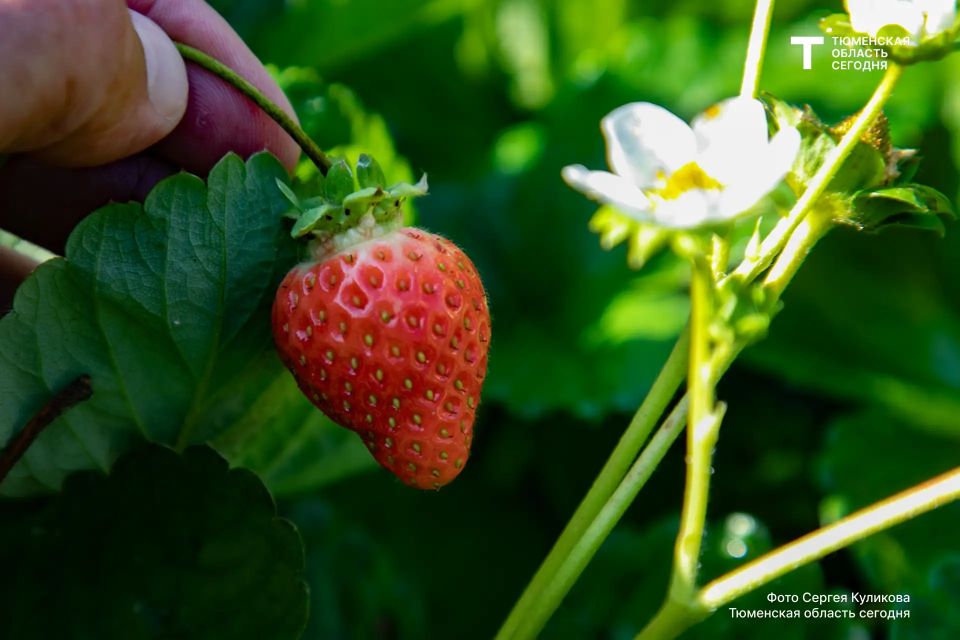 ������� ����������� ������: ��� ������ ������ � ��� � ���� ��������