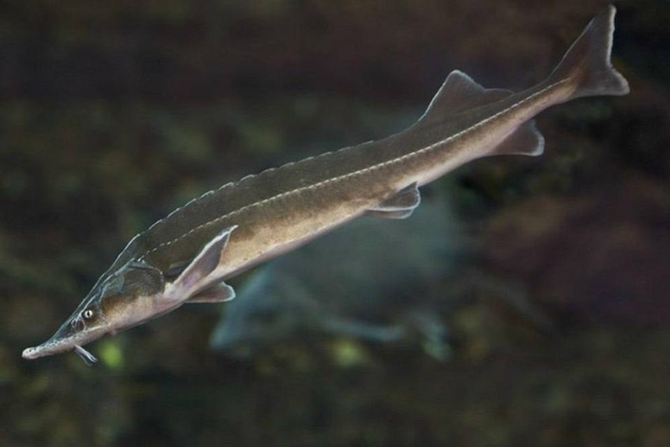 ���� ������: ������� ������, ������� ������