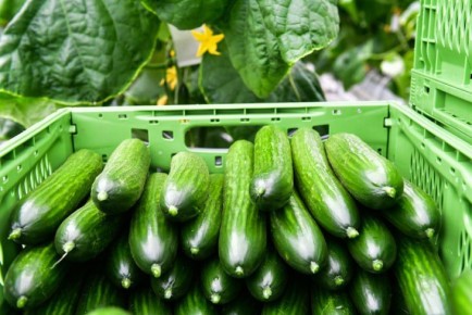 14,5 ���. ���� ������ � ������� ��������� ��������� ��������� ��������� ������� � ������ 2026 ����