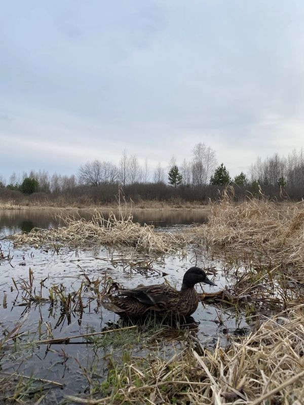 ������ ����. ����� ��� �������� ������������� �������� �� �������