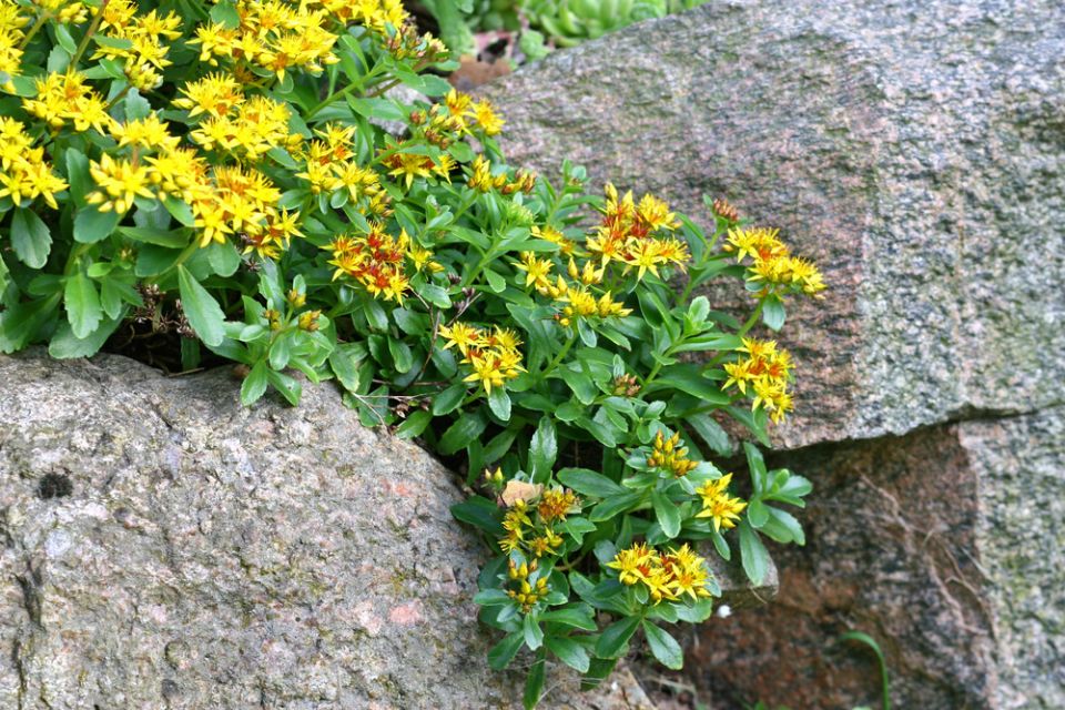 ��� ����������� ������ ����������� �������� ������ ����: ������ � ���������