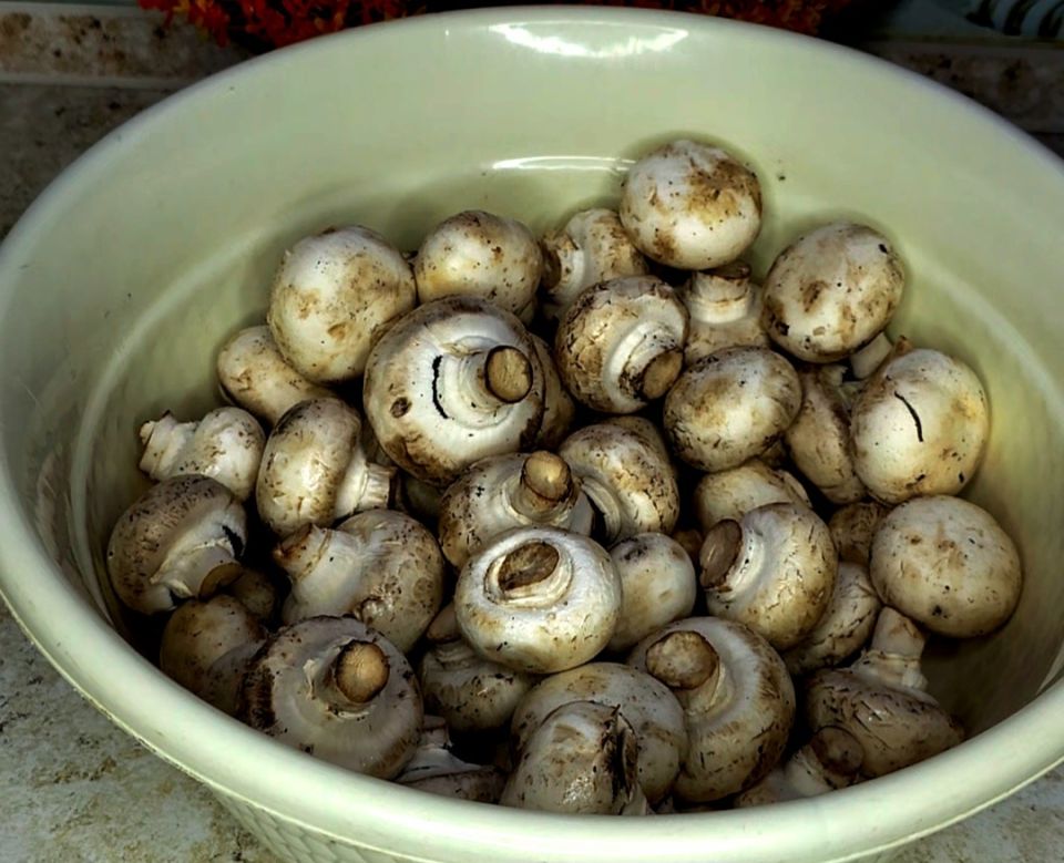 ������ ������ ������� �����������