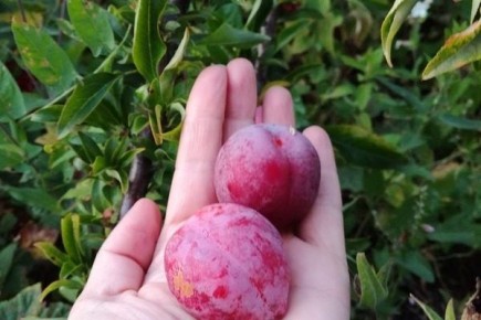 ����� ��������: ������� ����������� � �������� ������, ������� ����������� �� ���������� ������������