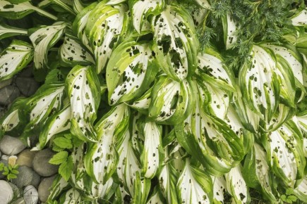 ��� �������� ������� �� ����� �������: ����������� �������