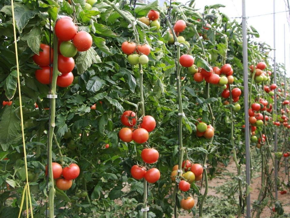 ��� ��������� �������� ������� ��������: ������� �������� �����