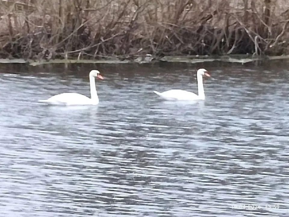 ������ ���������. ���� ������� ��������� ������ ������