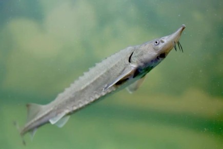 ������� �� �������� �������� ���������� ����