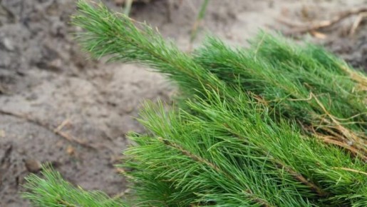 ������������������ � ��������� ������� �������� �� ������� ����� 2,1 ���