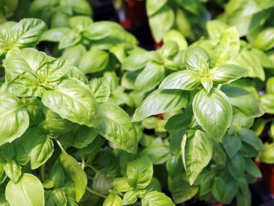 ������ ����� ����� ��� �������� ���������� ���� ������ �����?