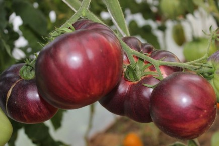 ������, ������� ����� ����������� � ���� ������