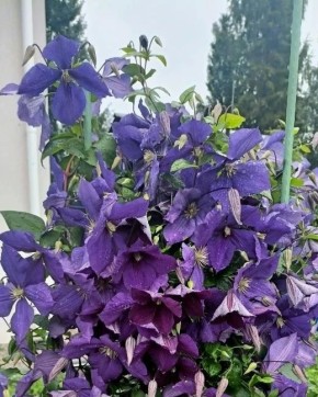 ������ ���� � ����� ����: ��� ��������� ��������, ������� ����� ������ ������