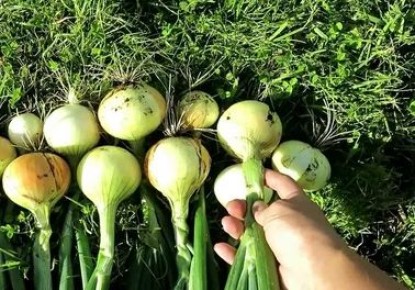 ������� ������: ������ ����� � ������ ��������� ��������