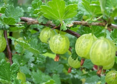 ����������� ������� ��������� ������: ������ ��� ������� ���������