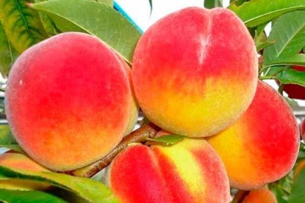 ������ ������� ������: ����������� � ����