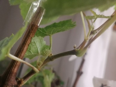 ��� �������� ������ � ���� ��� �������� ��������: ������ � ������