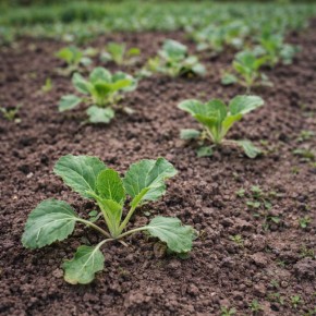 ������ ������� ������ � ������������� �������?