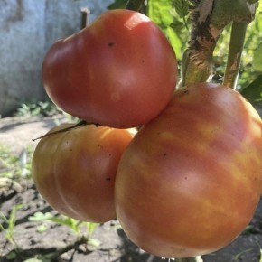 ����� ���� ��������: ���������� ���� � ���������� ����������� ��� �����������