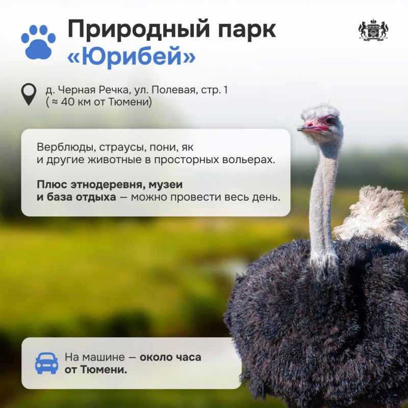 Природа и животные: лучшие места рядом с Тюменью Природа и животные: лучшие места рядом с Тюменью
