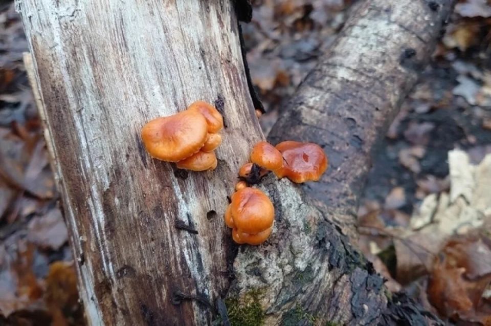 Зимний грибной урожай: в чем секрет December Harvest
